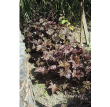 Heuchera im Gartenbeet mit dekorativen Blättern und Blütenstielen.