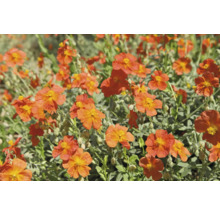 Felsenröschen mit orangefarbenen Blüten