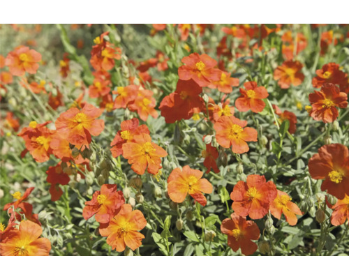 Garten-Sonnenröschen FloraSelf Helianthemum 'Fire Dragon' Co 0,5 L Garten-Sonnenröschen FloraSelf Helianthemum 'Fire Dragon' Co 0,5 L