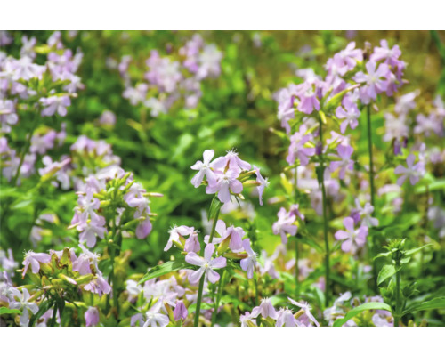 Seifenkraut FloraSelf Saponaria officinalis 'Graciella Pink' Co 0,5 L Seifenkraut FloraSelf Saponaria officinalis 'Graciella Pink' Co 0,5 L