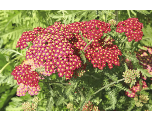 Schafgarbe FloraSelf Achillea millefolium 'Milly Rock' Red Co 0,5 L