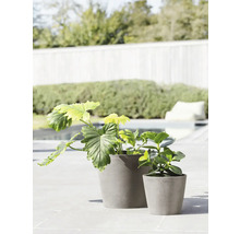 Zwei Pflanzen in Pflanzgefäßen aus Steinzeug im Außenbereich