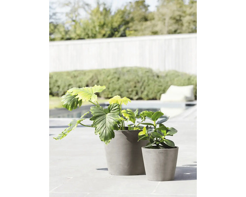 Zwei Pflanzen in Pflanzgefäßen aus Steinzeug im Außenbereich