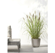 Ziergras in Pflanzgefäß auf Terrasse