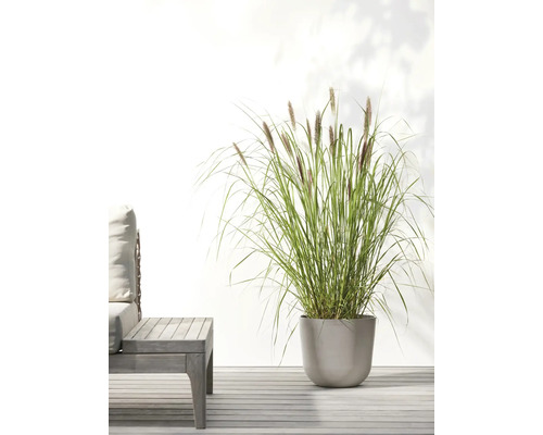 Ziergras in Pflanzgefäß auf Terrasse