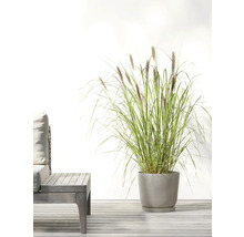 Gras im Topf neben einem Gartentisch und einer Bank