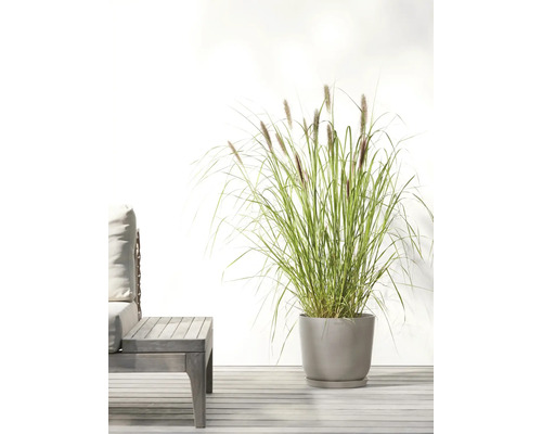 Gras im Topf neben einem Gartentisch und einer Bank