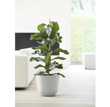 Ficus lyrata Zimmerpflanze in einem Blumentopf im Wohnzimmer