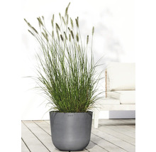 Gartenansicht mit Ziergras im Topf