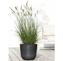 Gras in Pflanzgefäß auf einer Terrasse