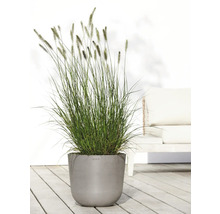 Gras in grauem Pflanzgefäß im Außenbereich