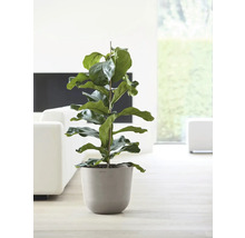 Zimmerpflanze Ficus Lyrata im Topf