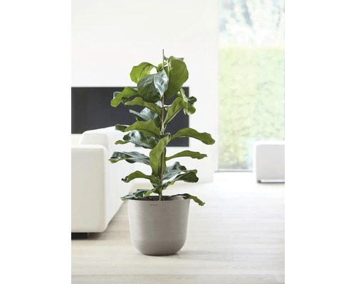 Zimmerpflanze Ficus Lyrata im Topf