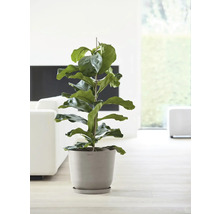 Zimmerpflanze Ficus lyrata im Topf mit Rankhilfe