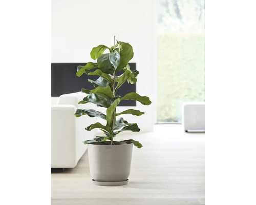 Zimmerpflanze Ficus lyrata im Topf mit Rankhilfe