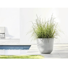 Dekorative Pflanze in einem Topf im Außenbereich, neben einem Schwimmbecken.