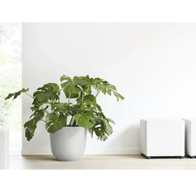 Monstera Zimmerpflanze in einem Pflanzgefäß