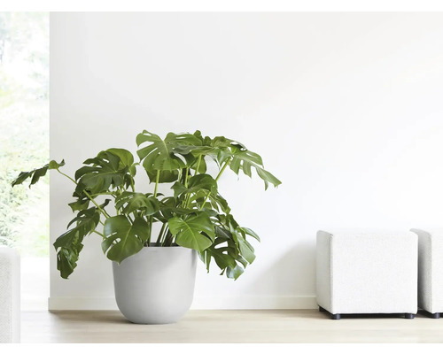 Monstera Zimmerpflanze in einem Pflanzgefäß