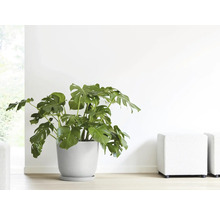 Monstera Zimmerpflanze in einem Topf im Innenraum
