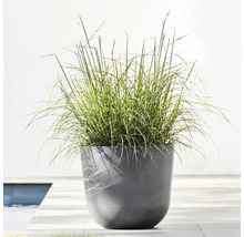 Gras in einem Pflanzgefäß auf einer Terrasse