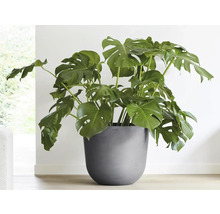 Monstera Zimmerpflanze in einem Topf