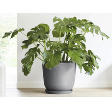 Monstera Zimmerpflanze im Topf
