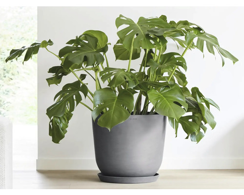 Monstera Zimmerpflanze im Topf