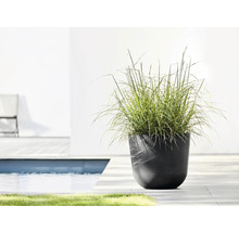 Dekorative Pflanze im dunklen Pflanzgefäß am Pool