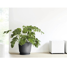 Monstera Zimmerpflanze im Topf auf dem Boden