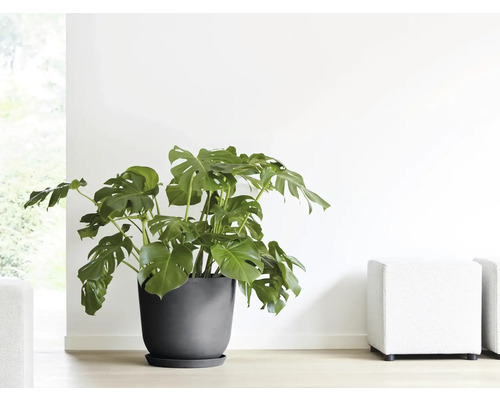 Monstera Zimmerpflanze im Topf auf dem Boden