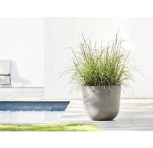 Szene mit Pflanzkübel und Ziergras am Pool