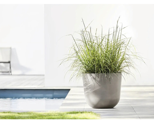 Szene mit Pflanzkübel und Ziergras am Pool