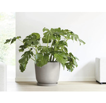 Monstera Zimmerpflanze in einem Pflanzgefäß