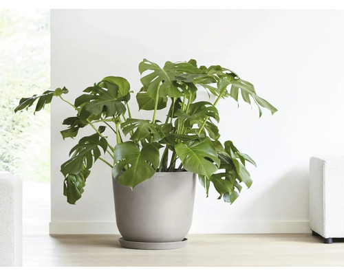 Monstera Zimmerpflanze in einem Pflanzgefäß