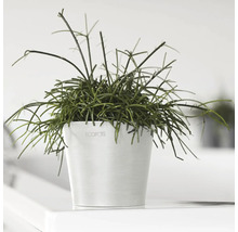 Pfeilblatt in einem Topf