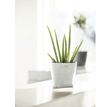 Aloe Vera Pflanze in weißem Topf