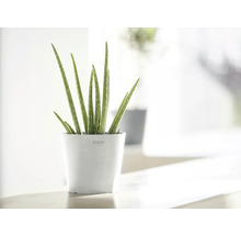 Aloe Vera Pflanze in weißem Topf
