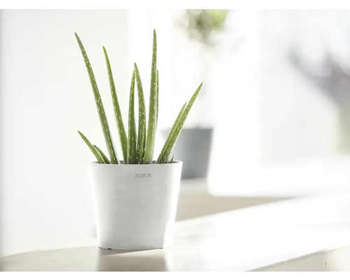 Aloe Vera Pflanze in weißem Topf
