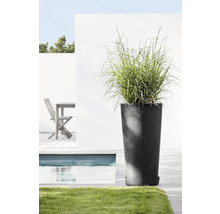 Hoher Pflanztopf mit Ziergras neben Pool und Gartenmöbeln
