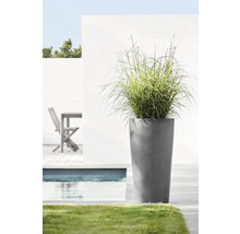 Hohe Pflanze in grauem Pflanzgefäß neben Pool und Rasen