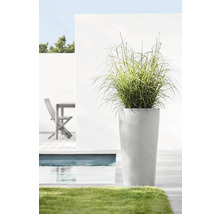 Hoher Pflanzkübel mit Ziergras neben einem Pool im Garten