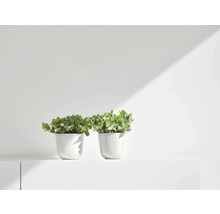 Zwei Zimmerpflanzen in weißen Töpfen auf einer weißen Oberfläche