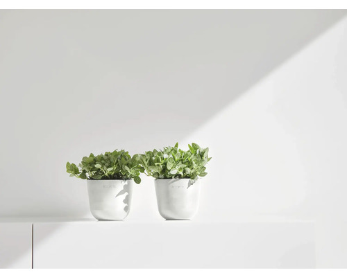 Zwei Zimmerpflanzen in weißen Töpfen auf einer weißen Oberfläche