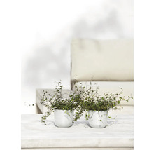 Zwei Topfpflanzen auf einem Tisch