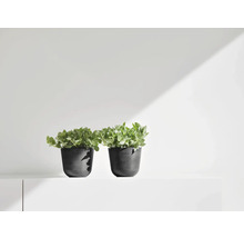 Zwei Zimmerpflanzen in schwarzen Übertöpfen auf einem Regal.