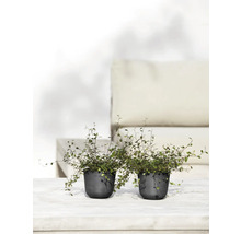 Zwei Topfpflanzen mit Muehlenbeckia-Drahtwein auf einem Tisch