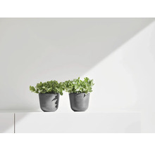 Zwei Zimmerpflanzen in Pflanzgefäßen auf einem Regal