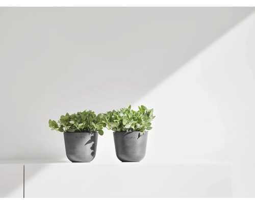 Zwei Zimmerpflanzen in Pflanzgefäßen auf einem Regal