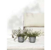 Zwei Topfpflanzen auf einer hellen Oberfläche