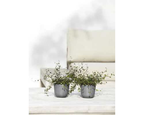 Zwei Topfpflanzen auf einer hellen Oberfläche